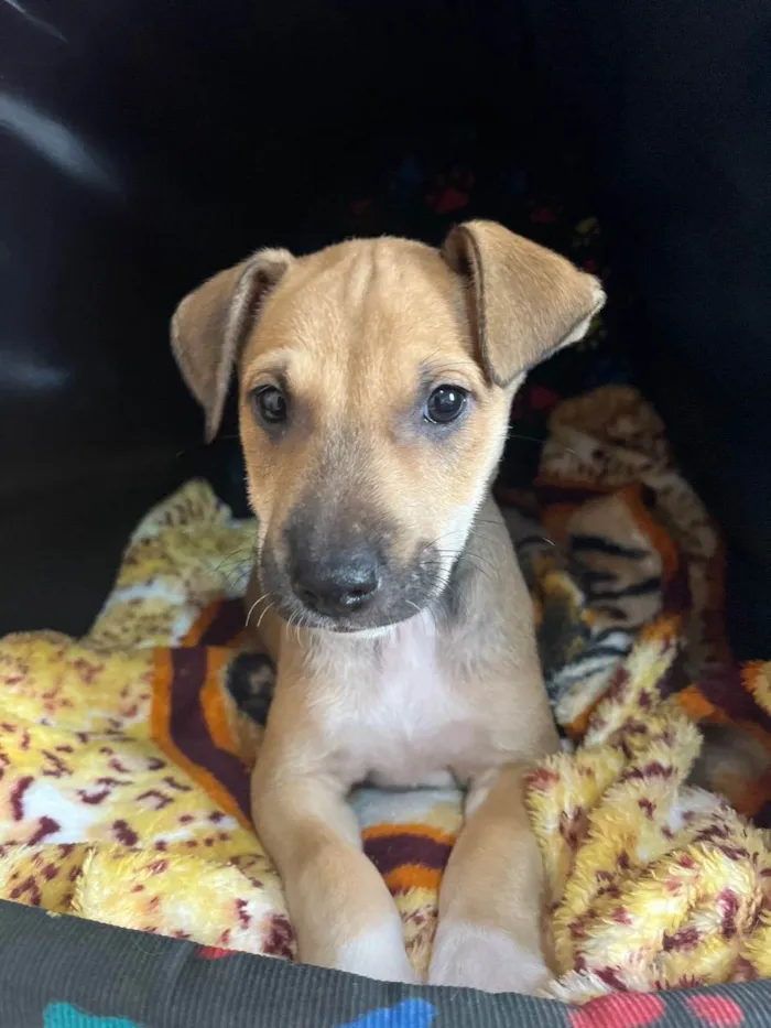 Cachorro raça SRD idade Abaixo de 2 meses nome Sem Nome