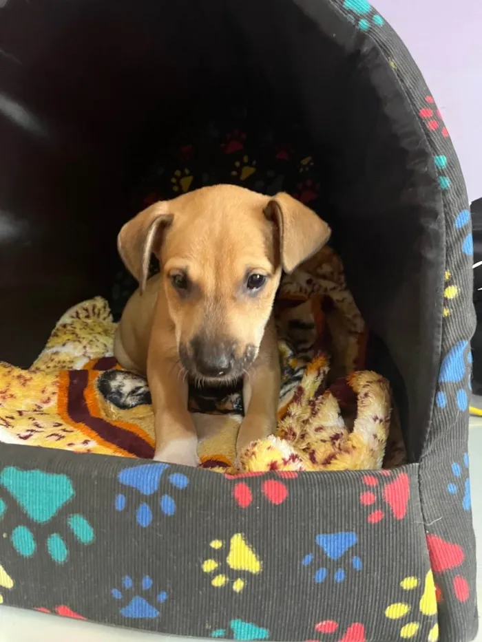 Cachorro raça SRD idade Abaixo de 2 meses nome Sem Nome