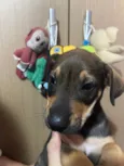 Cachorro raça SRD  idade Abaixo de 2 meses nome Sem Nome