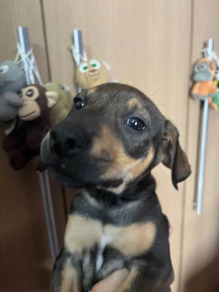 Cachorro raça SRD  idade Abaixo de 2 meses nome Sem Nome