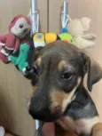 Cachorro raça SRD  idade Abaixo de 2 meses nome Sem Nome