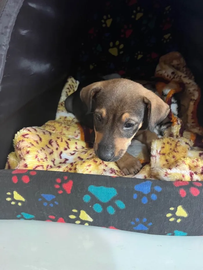 Cachorro raça SRD  idade Abaixo de 2 meses nome Sem Nome