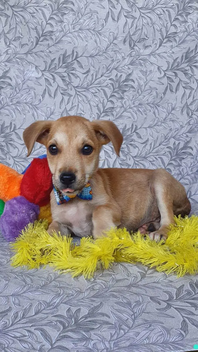 Cachorro ra a SRD  idade 2 a 6 meses nome BARION 