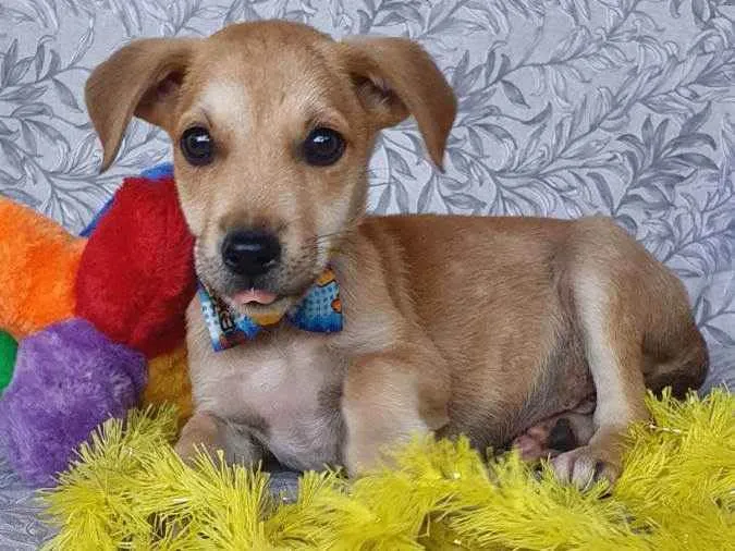 Cachorro ra a SRD  idade 2 a 6 meses nome BARION 