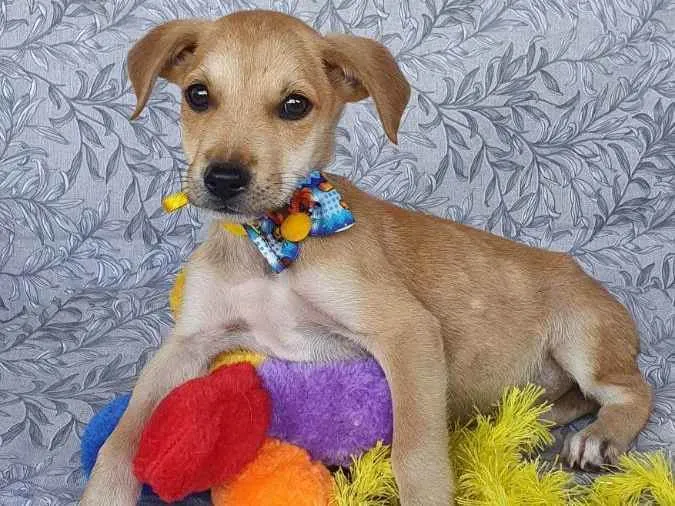 Cachorro ra a SRD  idade 2 a 6 meses nome BARION 