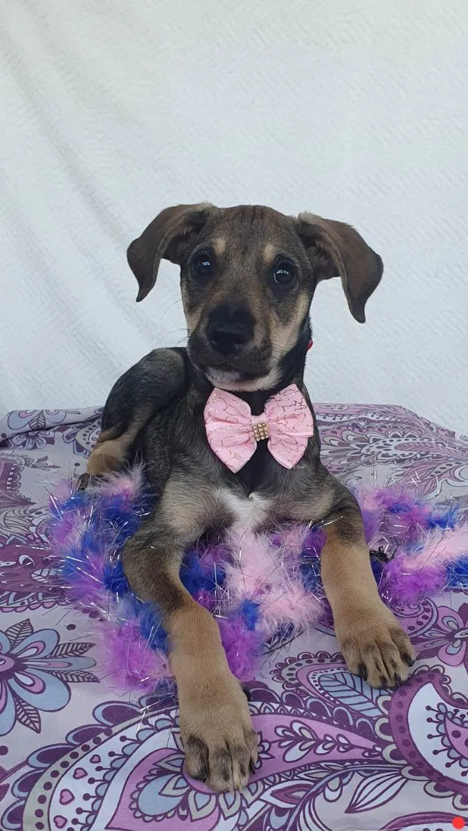 Cachorro ra a SRD  idade 2 a 6 meses nome JADE