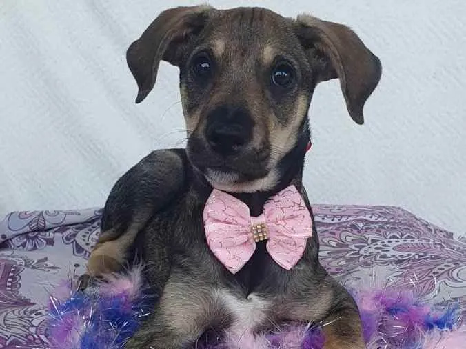 Cachorro ra a SRD  idade 2 a 6 meses nome JADE