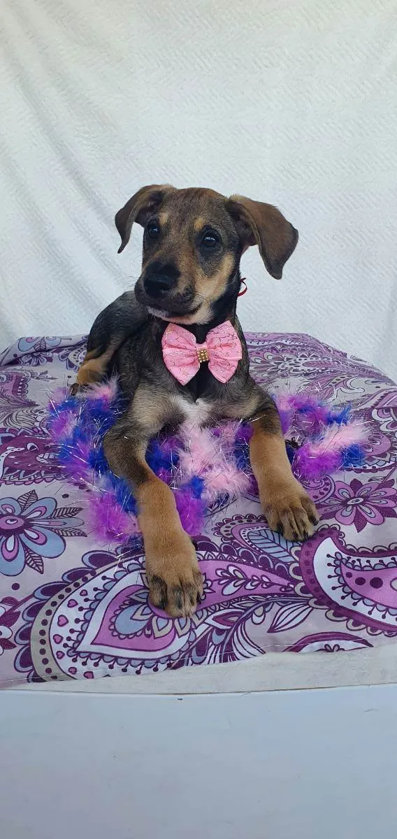 Cachorro ra a SRD  idade 2 a 6 meses nome JADE