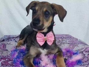 Cachorro raça SRD  idade 2 a 6 meses nome JADE