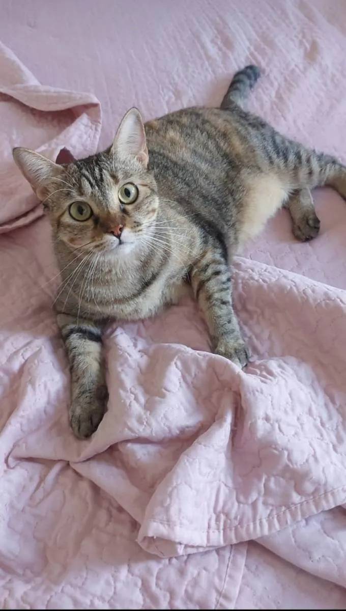 Gato raça Tigrado Manx idade 3 anos nome Nina - CASTRADA