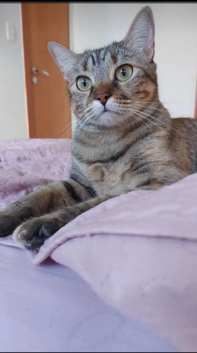 Gato raça Tigrado Manx idade 3 anos nome Nina - CASTRADA