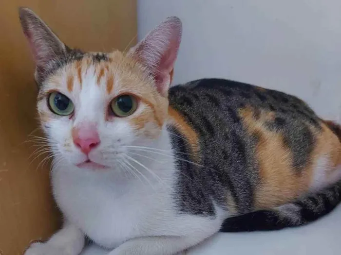 Gato raça Sem raça definida  idade 7 a 11 meses nome Alexa - CASTRADA 