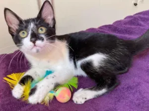 Gato raça SRD idade 2 a 6 meses nome Flor de Maio 