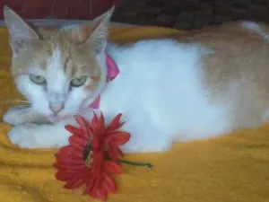 Gato raça Comum idade 1 ano nome Loura