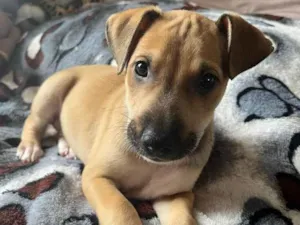 Cachorro raça SRD idade Abaixo de 2 meses nome Sem Nome