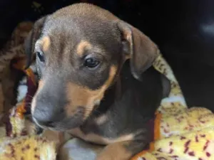 Cachorro raça SRD  idade Abaixo de 2 meses nome Sem Nome