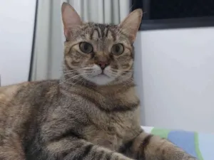 Gato raça Tigrado Manx idade 3 anos nome Nina - CASTRADA
