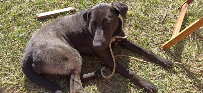 Cachorro raça Mãe ovelheiro gaúcho e pai des idade 1 ano nome Zaya