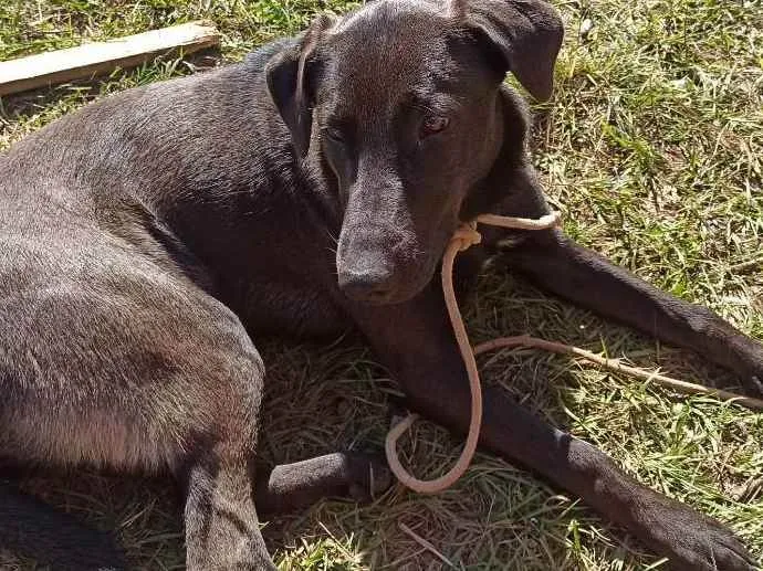 Cachorro raça Mãe ovelheiro gaúcho e pai des idade 1 ano nome Zaya