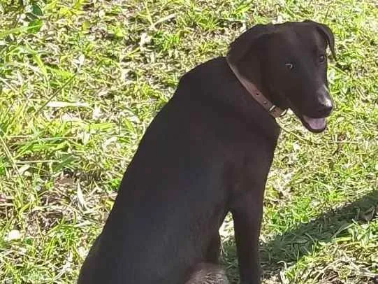 Cachorro raça Mãe ovelheiro gaúcho e pai des idade 1 ano nome Zaya