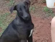 Zaya