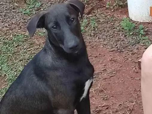 Cachorro raça Mãe ovelheiro gaúcho e pai des idade 1 ano nome Zaya