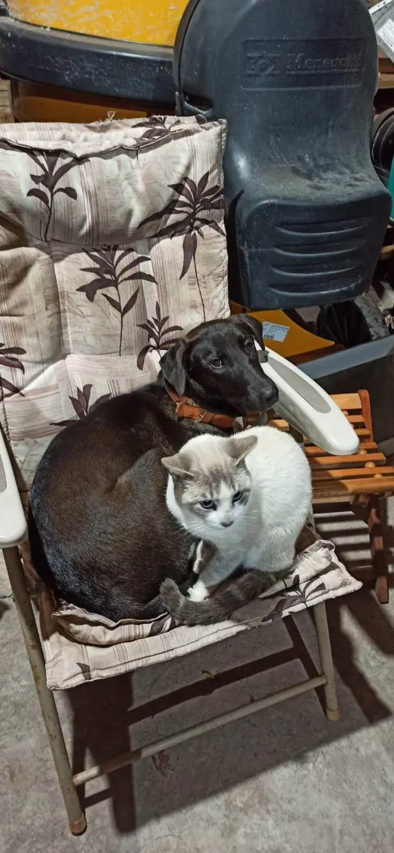 Cachorro raça Mãe ovelheiro gaúcho e pai des idade 1 ano nome Zaya