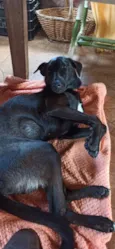 Zaya