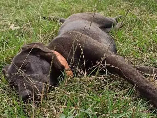 Cachorro raça Mãe ovelheiro gaúcho e pai des idade 1 ano nome Zaya