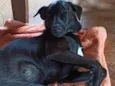 Zaya