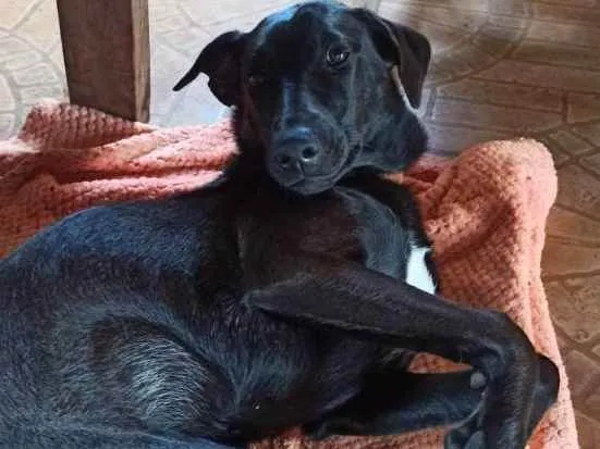 Cachorro raça Mãe ovelheiro gaúcho e pai des idade 1 ano nome Zaya