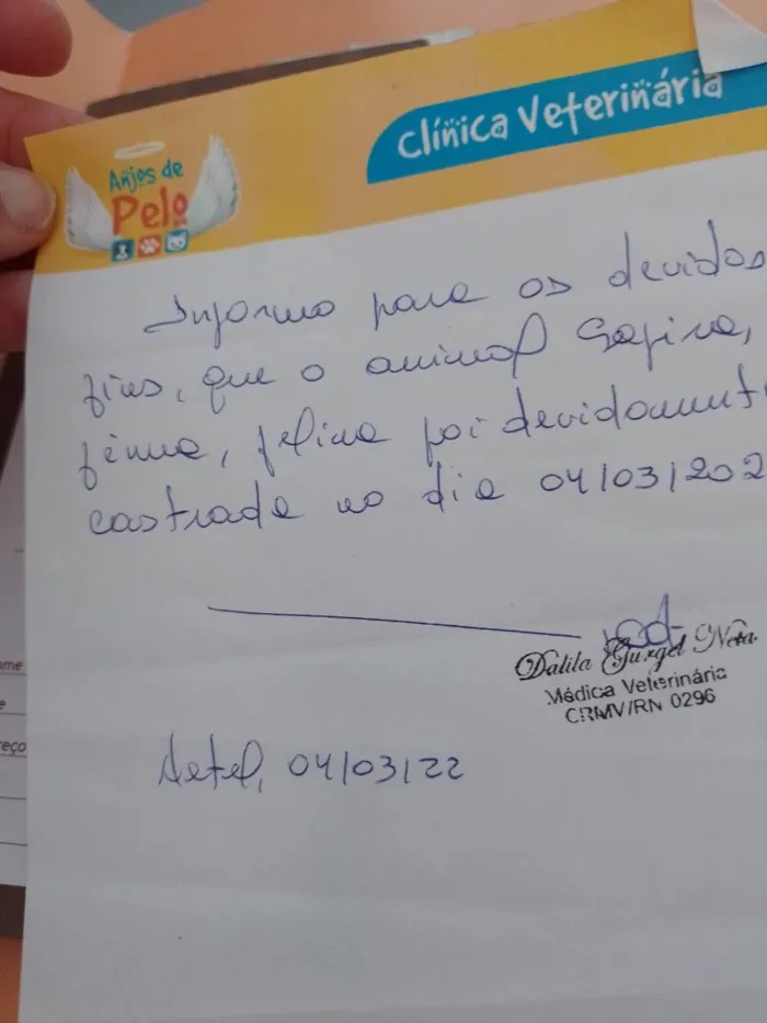 Gato raça Srd idade 2 a 6 meses nome Safira