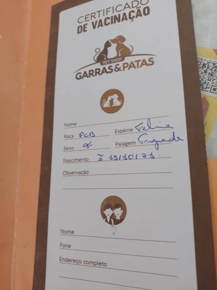 Gato raça Srd idade 2 a 6 meses nome Safira