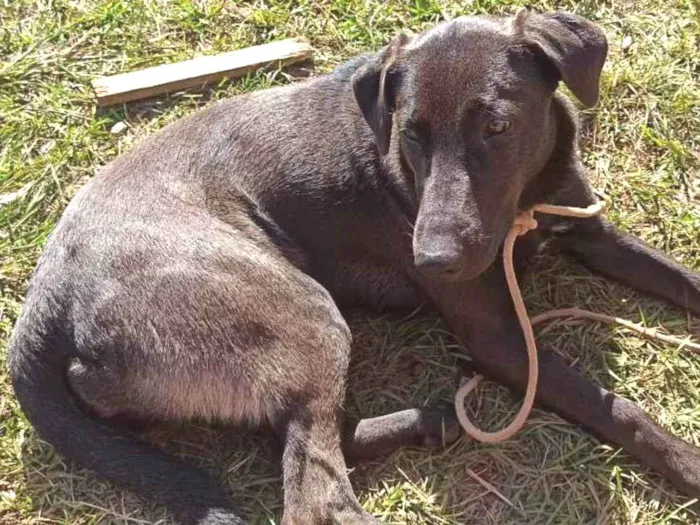 Cachorro raça Mãe ovelheiro gaúcho e pai des idade 1 ano nome Zaya