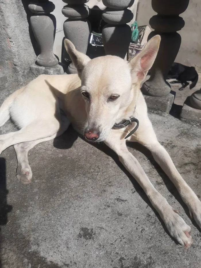 Cachorro ra a Sem raça definida idade 6 ou mais anos nome PANTA