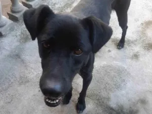 Cachorro raça Sem raça definida idade 3 anos nome Pantera