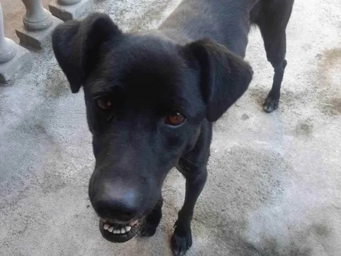 Cachorro ra a Sem raça definida idade 3 anos nome Pantera