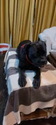 Preta