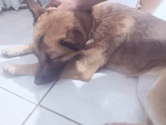 Cachorro raça Pastor alemão com chowchow  idade 7 a 11 meses nome Osiris 