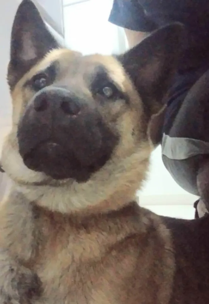 Cachorro raça Pastor alemão com chowchow  idade 7 a 11 meses nome Osiris 