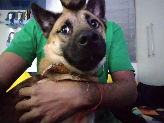 Cachorro raça Pastor alemão com chowchow  idade 7 a 11 meses nome Osiris 