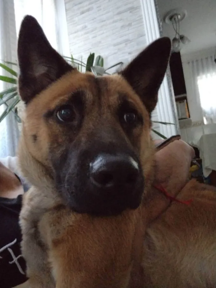 Cachorro raça Pastor alemão com chowchow  idade 7 a 11 meses nome Osiris 