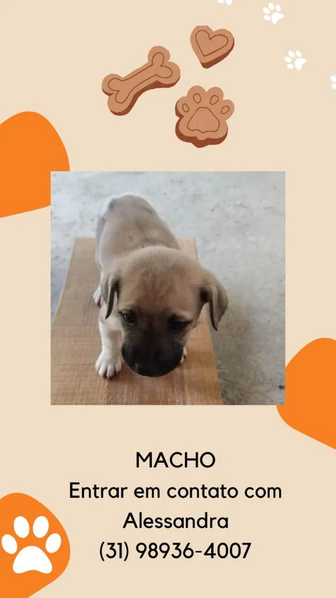 Cachorro raça Pastor alemão com fira lata  idade 2 a 6 meses nome Filhotes