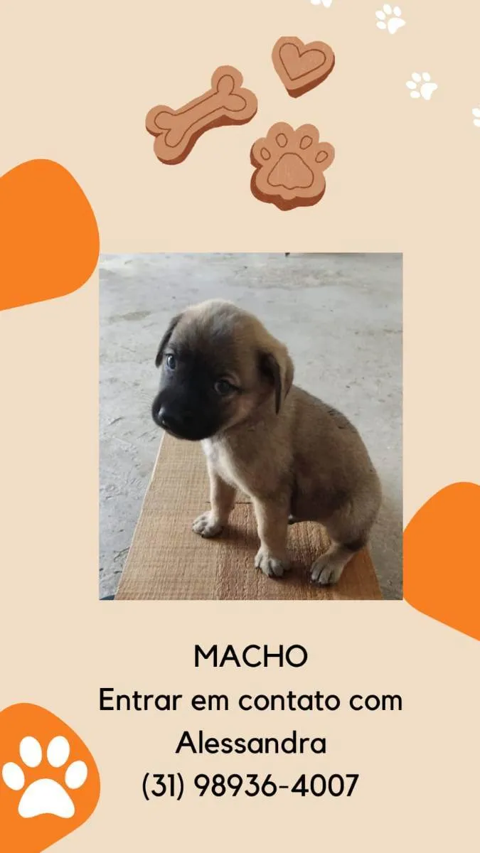Cachorro raça Pastor alemão com fira lata  idade 2 a 6 meses nome Filhotes