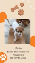 Filhotes