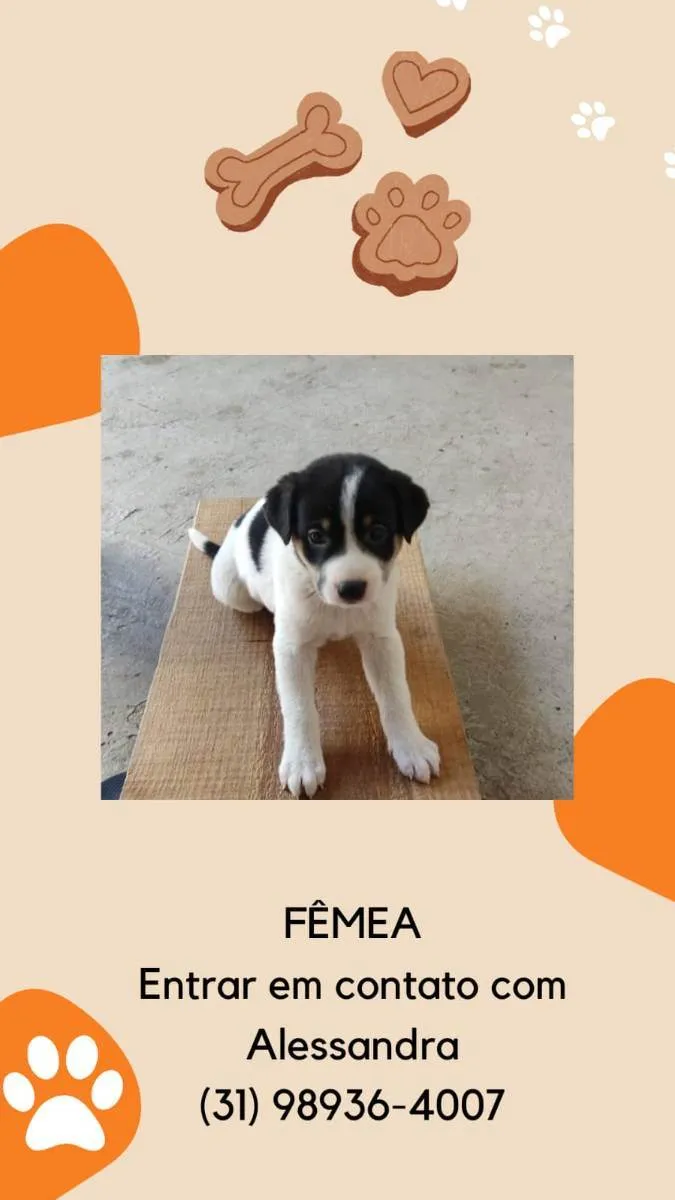 Cachorro raça Pastor alemão com fira lata  idade 2 a 6 meses nome Filhotes