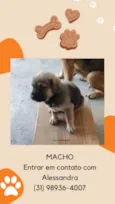 Filhotes
