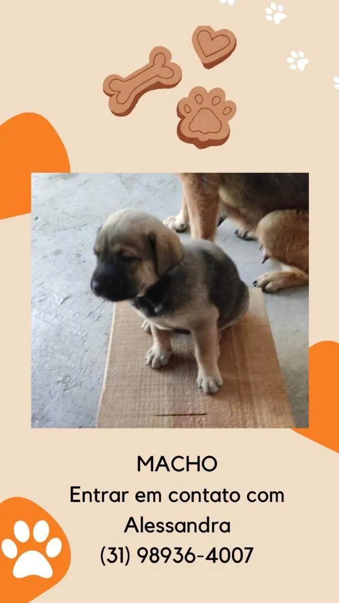 Cachorro raça Pastor alemão com fira lata  idade 2 a 6 meses nome Filhotes