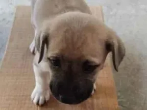 Cachorro raça Pastor alemão com fira lata  idade 2 a 6 meses nome Filhotes
