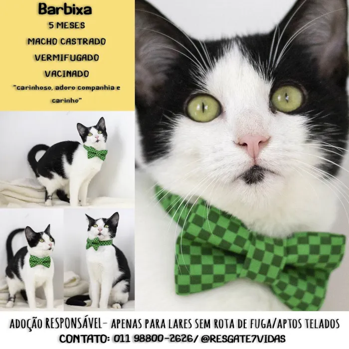 Gato ra a Frajolinha SDR idade 2 a 6 meses nome Max (barbixa) 